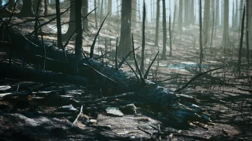 Forest Fire in the Afternoon