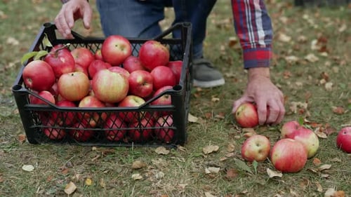 Juicy seasonal organic farm gardening. Red apples gathering in box.