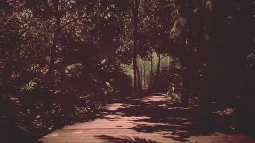 Twisting Wooden Track Navigates the Jungle's Sunny Brightness