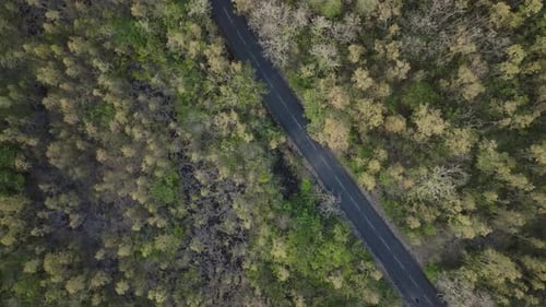 Road In The Forest With Passing Vehicles