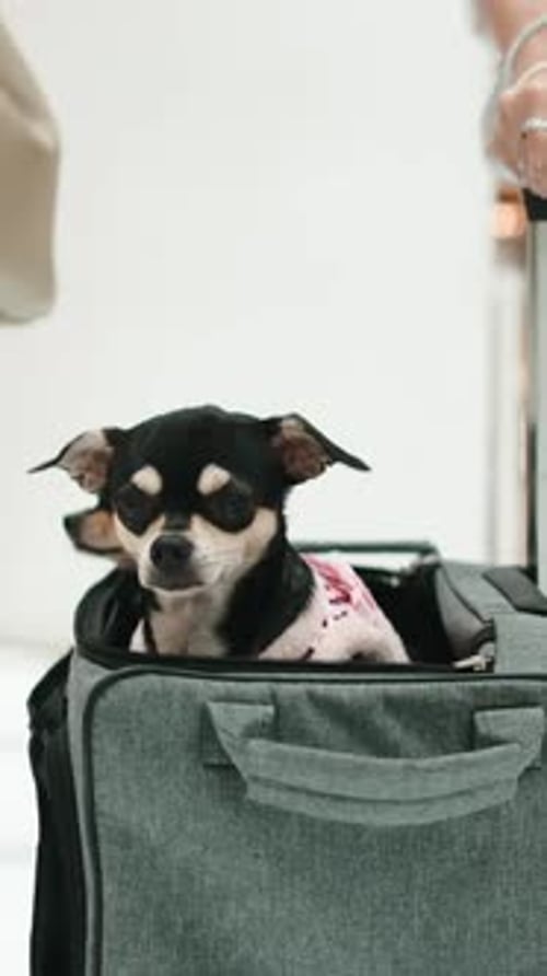 Chihuahuas Relaxing Comfortably Inside a Gray Pet Carrier