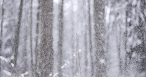 Gentle Snowfall in a Quiet Winter Forest
