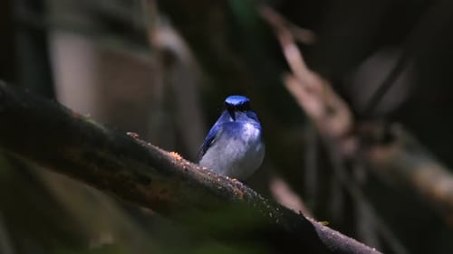Blue Bird Perched on Tree Branch in Dense Forest Soft Light Natural