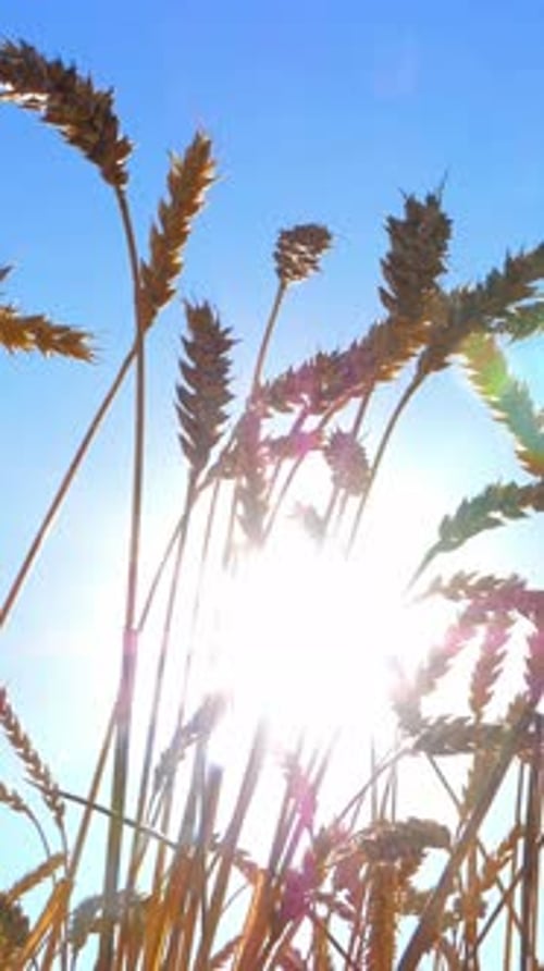 Tiges de blé dorées se découpant sur un ciel bleu vif avec la lumière du soleil créant une ambiance vibrante