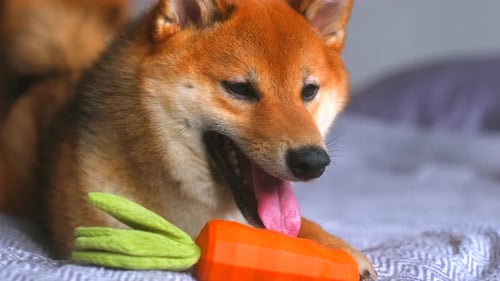 Relaxed Shiba Inu with Carrot Toy on Bed