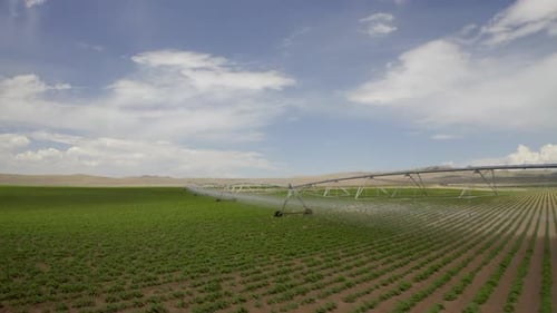 Vast Potato Field with Green Crops From Aerial View Showcases Modern Farming