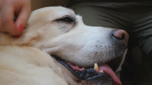 Close Up to Female Owner Stroking Her Cute Labrador Which Lying on Her Leg
