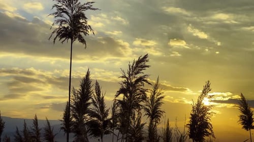 Plant Reeds And Sea In Sunset 5