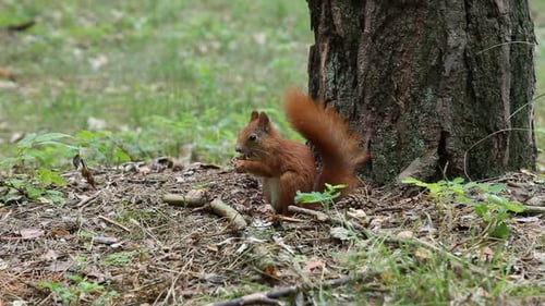 Fluffy Squirrel Eating Near a Tree Trunk