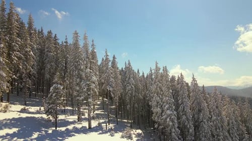 Tall Pine Trees Covered with Fresh Fallen Snow in Winter Mountain Forest on Cold Bright Day