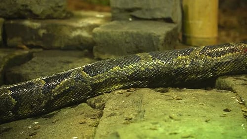 Close-Up of a Vibrant Snake Resting