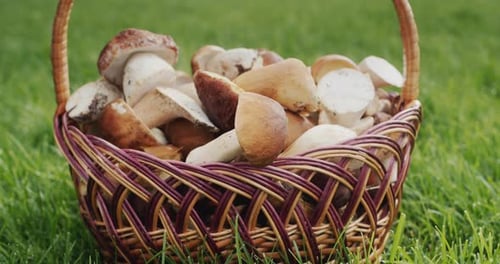 Basket with Wild Mushrooms on Green Grass