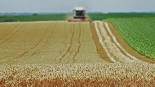 Combine harvester cuts ripe wheat in field