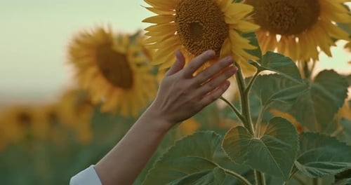 Closeup a Woman's Hand Touches the Petals of a Sunflower
