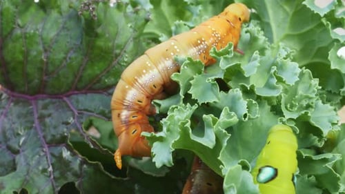 Caterpillar Eats Kale Leaf in a Garden