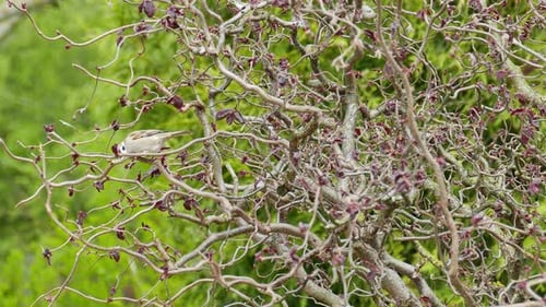 Sparrows peck seeds in the bush