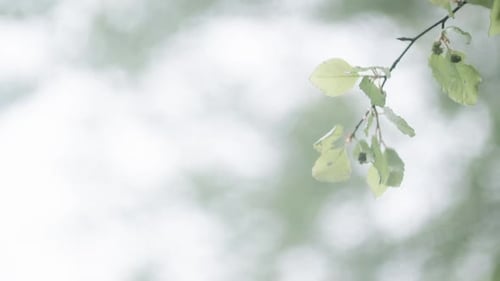 Frische grüne Blätter auf einem kleinen Ast vor einem hellen, verschwommenen Hintergrund