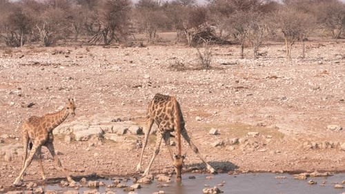 giraffes in Etosha, Africa