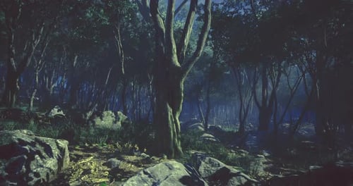 Geheimnisvoller Wald in der Dämmerung, der uralte Bäume und versteckte Wunder enthüllt