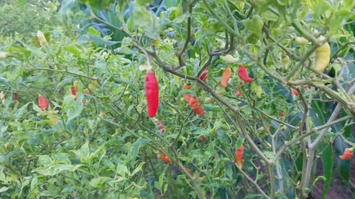 fresh cayenne pepper on the tree