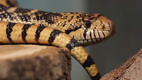 Cobra
esquilo do Pacífico ou cobra esquilo costeira, Pituophis catenifer sayi. Endêmico da América do Norte