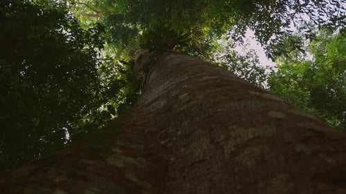 Bottom view of a big tree in a forest. Looking from top to the bottom