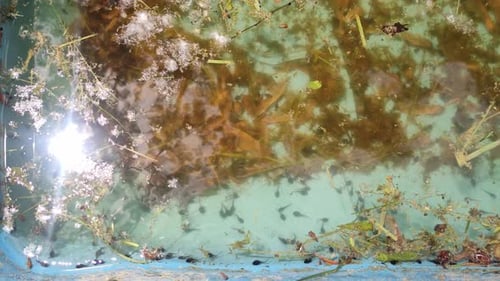 Statische Nahaufnahme von Kaulquappen in einem kleinen Teich.