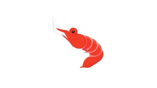 Flat Design Shrimp Reveal Animation