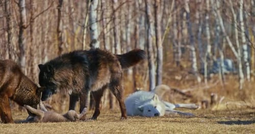 Pack Dynamics Dominant Black and White Wolves Interact in the Forest