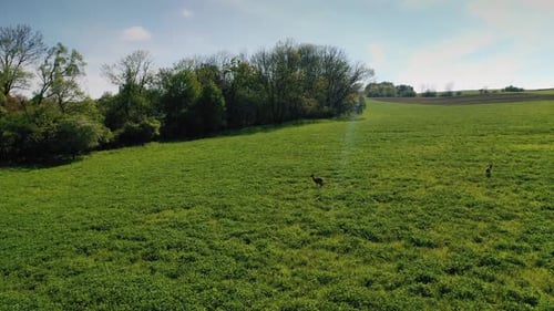 Aerial shot with the drone flying forward towards trees above two deers running in a field.