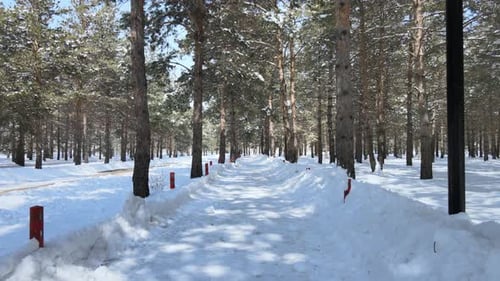 snowy winter trees