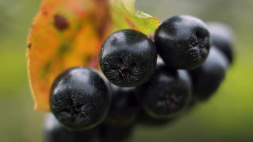 Chokeberry on a branch with green leaves. Delicious autumn berries