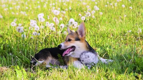 Happy Corgi Puppy Lying in Sunny Field of Dandelions and Grass
