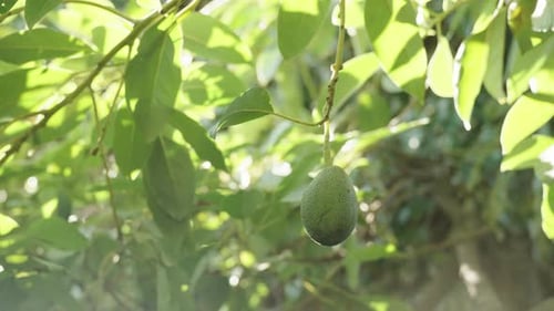 Avocado Tree Fruit Growing in Sunlight