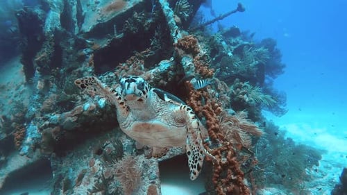 Turtle floating through the Ocean in front of Shipwreck in High Frame Rate