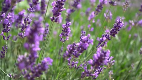 Lila Lavendelblüten, Blumen auf dem Feld, Natur, Hintergrund, Wachsen Sie eine duftende Pflanze im Garten