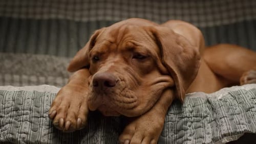 Adorable Dog Resting Comfortably on Blanket