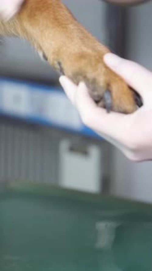 Veterinarian Examining Dog Paw in Clinic