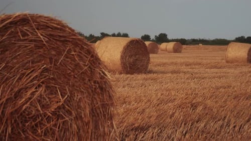 Bales of Hay in Rural Field After Harvest