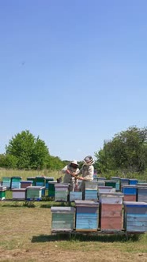 Little apiary of wooden beehives in the meadow near forest. Two beekeepers checking up honey frames.