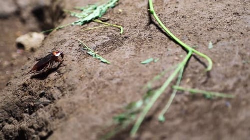 Cockroach Crawling on the Ground