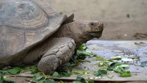 Giant turtle with spiky bony turtle shell eating leaves at the zoo ...