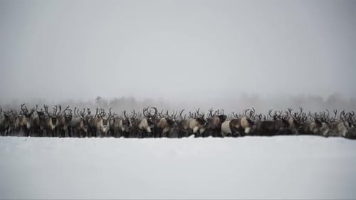 Deer Running Through a Snowy Forest in Winter