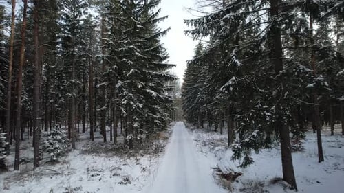 Winter Forest Road