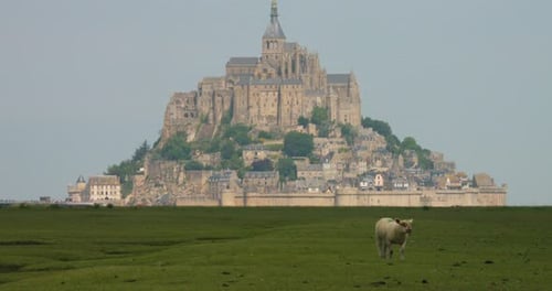 Sheep In Green Field At The Front Of Mont Saint-Michel Abbey In Normandy, France. Static Shot