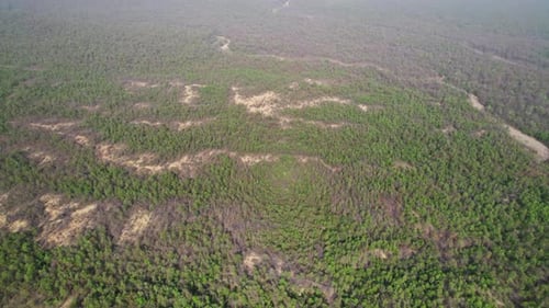 dense forest