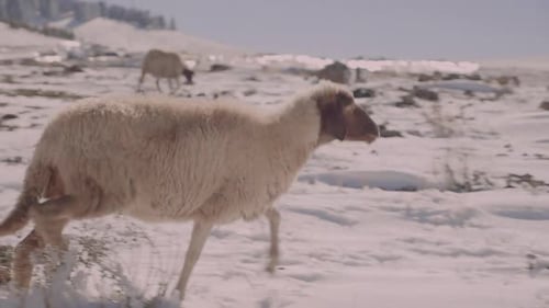 Nahaufnahme von Schafen, die zusammen mit seiner Herde im Schnee laufen, seine Schlapphöre hört bezaubernd herumhüpfen.