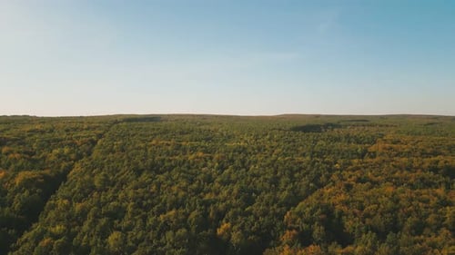 Autumn Forest Aerial View