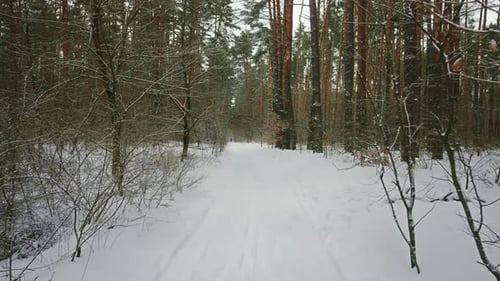 Winter Nature View in Day Time