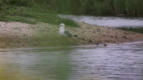River gull hunts for fish in rivers and canals. The seagull flies over the water.